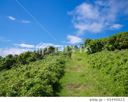 【伊豆半島】夏の伊豆山稜線歩道【遊歩道・だるま山周辺】 43440023