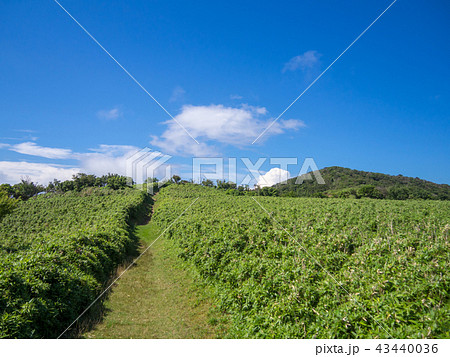 【伊豆半島】夏の伊豆山稜線歩道【遊歩道・だるま山周辺】 43440036