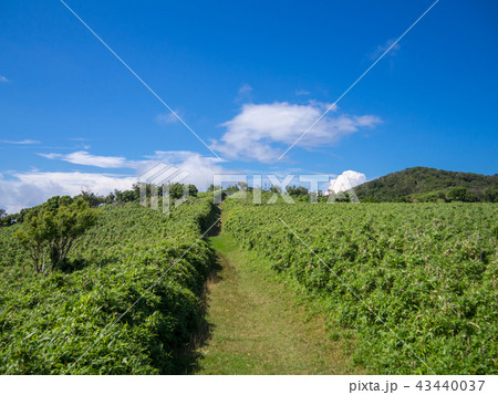 【伊豆半島】夏の伊豆山稜線歩道【遊歩道・だるま山周辺】 43440037
