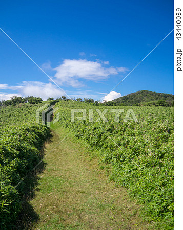 【伊豆半島】夏の伊豆山稜線歩道【遊歩道・だるま山周辺】 【伊豆半島】夏の伊豆山稜線歩道【遊歩道・だるま山周辺】 43440039