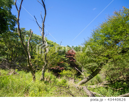 【伊豆半島】快晴・青空・夏の高原風景【伊豆山稜線歩道・だるま山周辺】 【伊豆半島】快晴・青空・夏の高原風景【伊豆山稜線歩道・だるま山周辺】 43440626