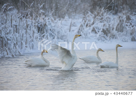 Beautiful white whooping swans swimming in the winter lake. The place of wintering of swans 43440677