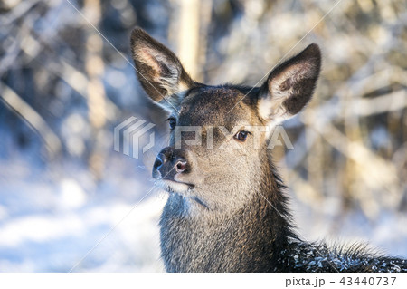 Adult Female Red Deer On A Snow Hill. European Wildlife Landscape With Deer Cervus Elaphus 43440737