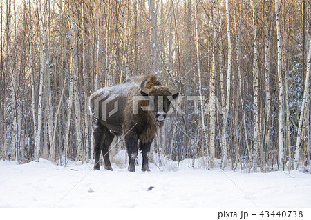 Mammals - European bison Bison bonasus in winter time 43440738