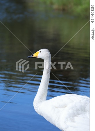 白鳥 北海道 ウトナイ湖 の写真素材