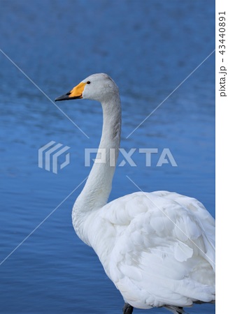 白鳥 北海道 ウトナイ湖 の写真素材