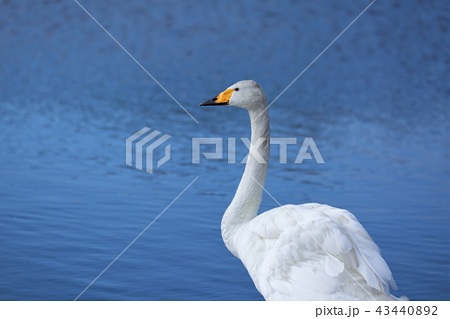 白鳥 北海道 ウトナイ湖 の写真素材