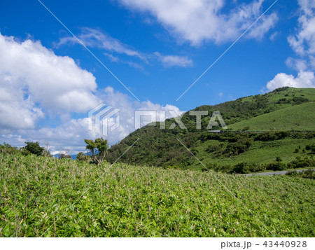 【伊豆半島】快晴・青空・夏の高原風景【伊豆山稜線歩道・だるま山周辺・西伊豆スカイライン】 43440928