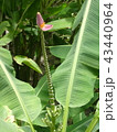バナナの花 43440964