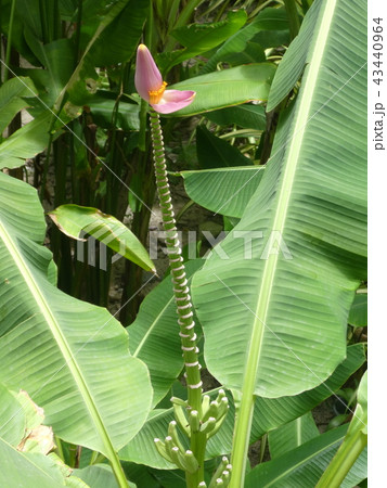 バナナの花 43440964