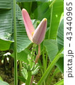 バナナの花 43440965