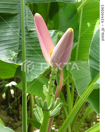 バナナの花 43440965