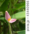 バナナの花 43440966