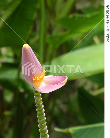 バナナの花 43440966
