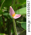 バナナの花 43440967