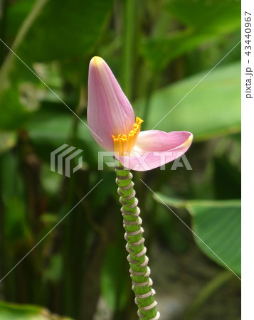 バナナの花 43440967