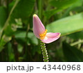 バナナの花 43440968