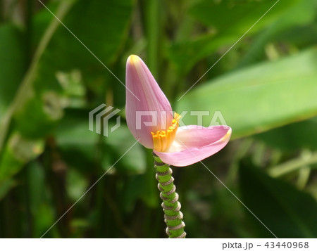 バナナの花 43440968