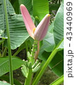 バナナの花 43440969