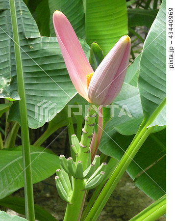 バナナの花 43440969