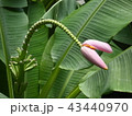 バナナの花 43440970