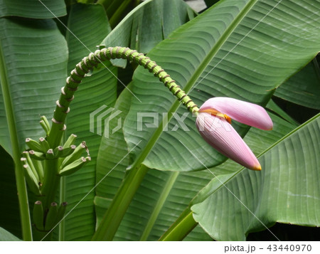 バナナの花 43440970
