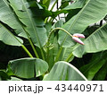 バナナの花 43440971