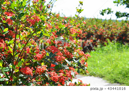 サンダン花 43441016