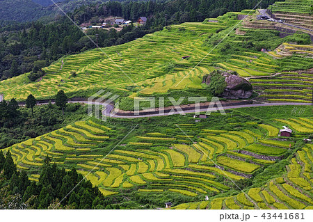 【日本棚田100選・三重県・観光名所】丸山千枚田 43441681