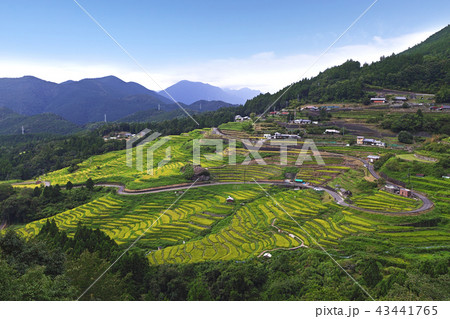 【日本棚田100選・三重県・観光名所】丸山千枚田  43441765