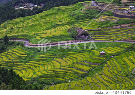 【日本棚田100選・三重県・観光名所】丸山千枚田 【日本棚田100選・三重県・観光名所】丸山千枚田 43441766