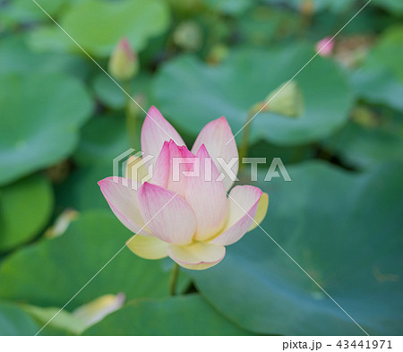 蓮の花 43441971