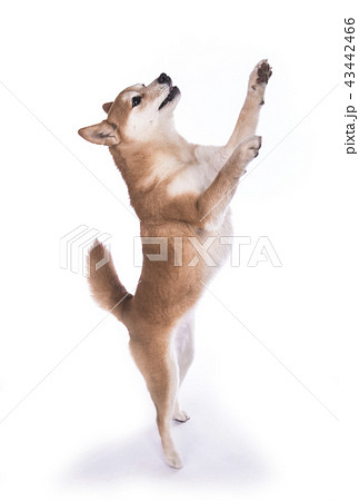 柴犬 二本足で立ち上がる柴犬 日本犬 人気犬 ペットの写真素材