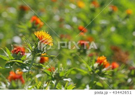 ベニバナ ベニバナ 43442651