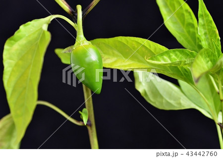 Beautiful green young hot pepper Beautiful green young hot pepper 43442760