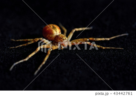 Scary spider isolated on black background Scary spider isolated on black background 43442761