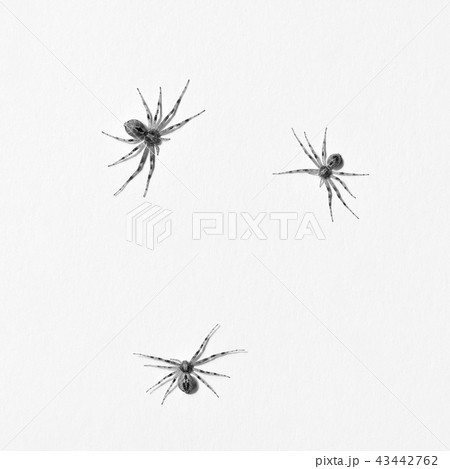 Predatory spider isolated on white background Predatory spider isolated on white background 43442762