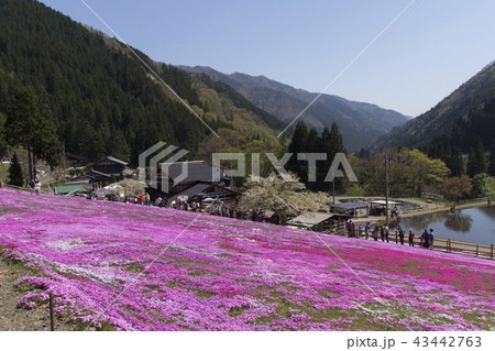 國田家の芝桜/岐阜県郡上市 國田家の芝桜/岐阜県郡上市 43442763
