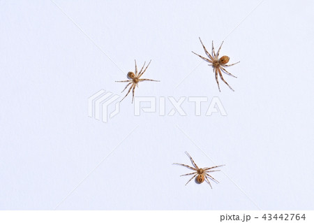 Predatory spider isolated on white background Predatory spider isolated on white background 43442764