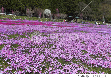 國田家の芝桜／岐阜県郡上市 43442849