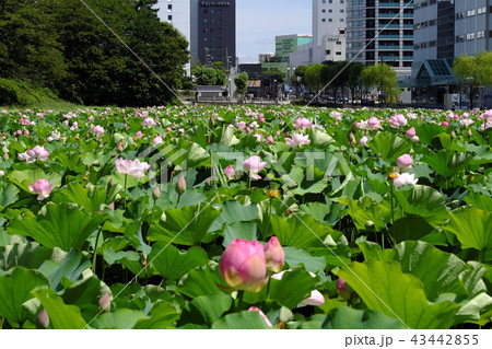 秋田駅前 広小路の蓮の花 秋田駅前 広小路の蓮の花 43442855