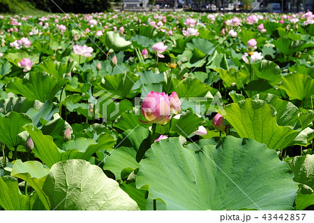 秋田駅前 広小路の蓮の花 秋田駅前 広小路の蓮の花 43442857