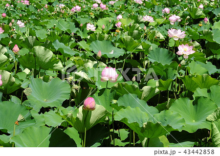 秋田駅前 広小路の蓮の花の写真素材