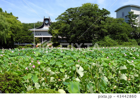 秋田駅前 広小路の蓮の花の写真素材