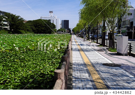 秋田駅前 広小路の蓮の花 秋田駅前 広小路の蓮の花 43442862