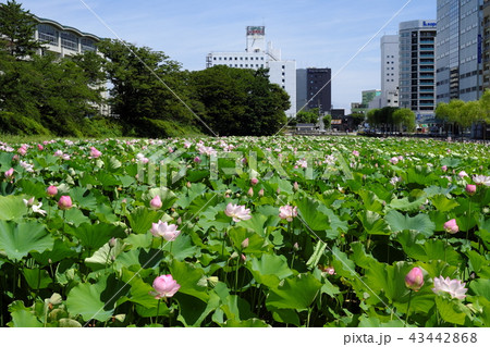 秋田駅前　広小路の蓮の花 43442868