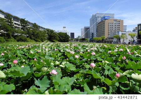 秋田駅前　広小路の蓮の花 43442871