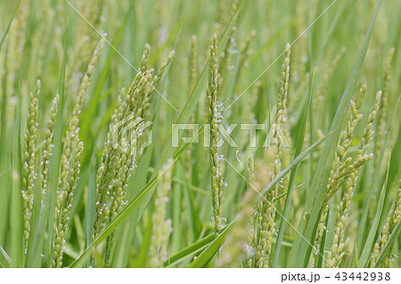 稲の花 43442938