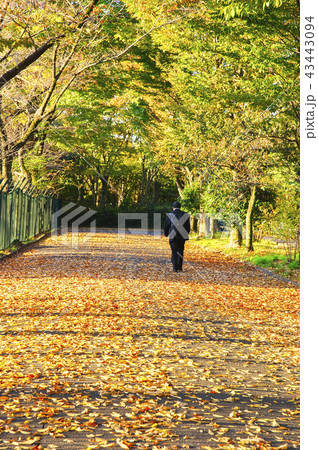 秋の通勤風景 落葉を踏みしめて歩く 秋の通勤風景 落葉を踏みしめて歩く 43443094