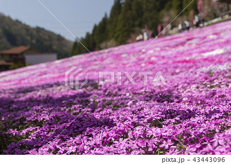 國田家の芝桜/岐阜県郡上市 國田家の芝桜/岐阜県郡上市 43443096